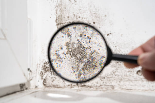 Professional Mold Inspection, Removal & Remediation in Upland, IN